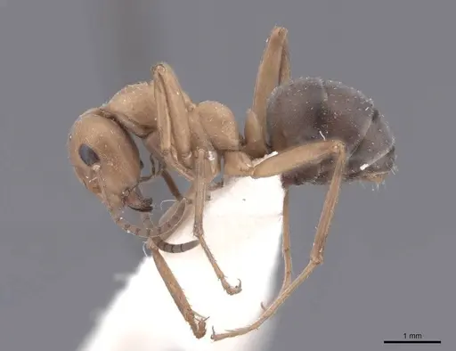 Formica knighti - FMNHINS0000046294