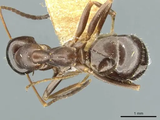 Formica kozlovi specimen