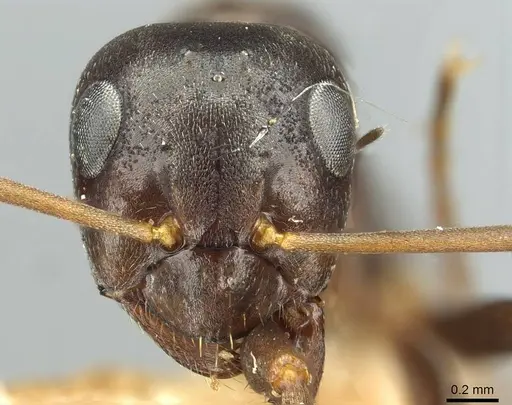 Formica kozlovi specimen