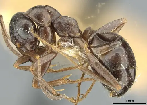 Formica kozlovi specimen