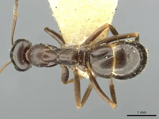 Formica kozlovi - CASENT0913645