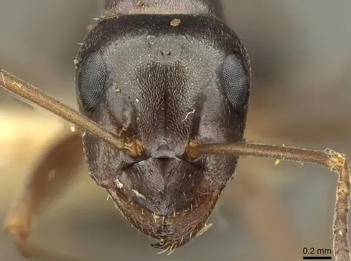 Formica kozlovi - CASENT0913645