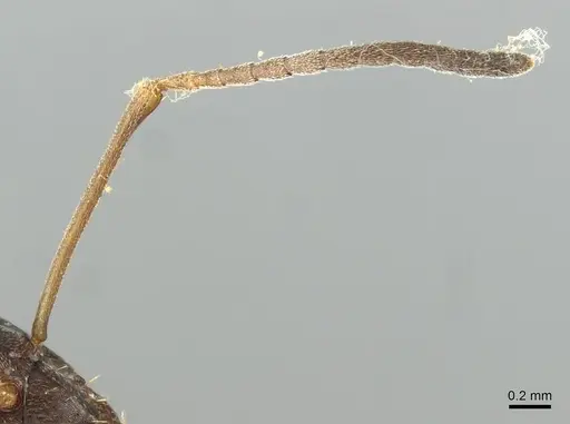 Formica kozlovi - CASENT0913645