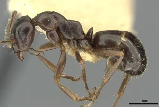 Formica kozlovi - CASENT0913645