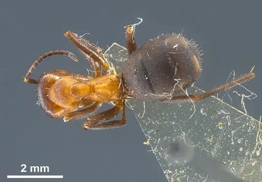 Formica kupyanskayae specimen