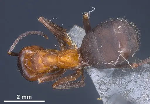 Formica kupyanskayae specimen