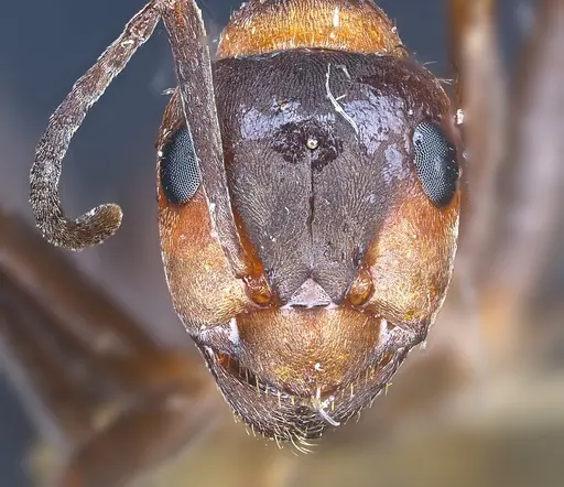 Formica kupyanskayae specimen