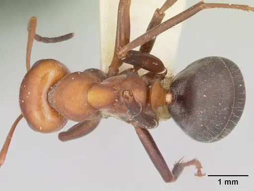 Formica laeviceps specimen