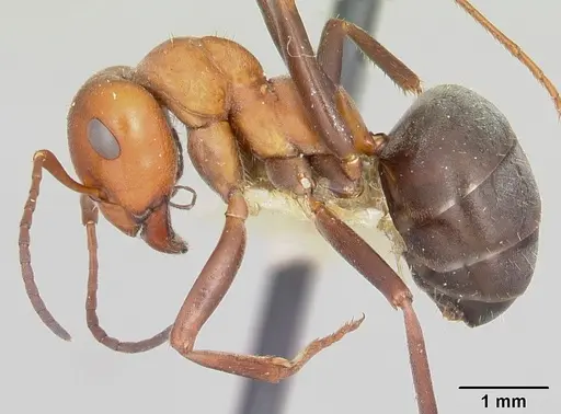 Formica laeviceps specimen