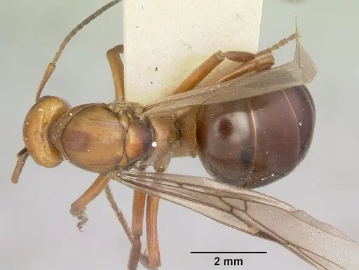 Formica laeviceps - CASENT0103373