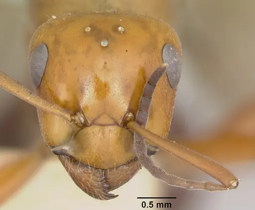 Formica laeviceps - CASENT0103373