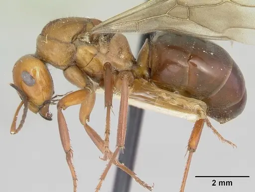 Formica laeviceps - CASENT0103373