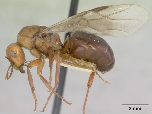 Formica laeviceps - CASENT0103373