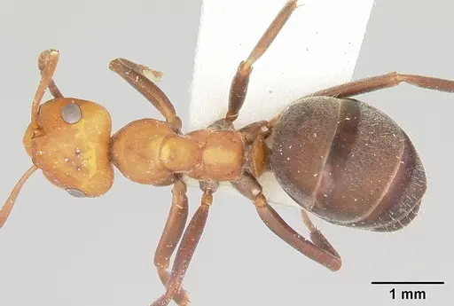 Formica laeviceps - CASENT0105750