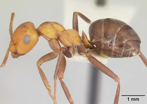 Formica laeviceps - CASENT0105750