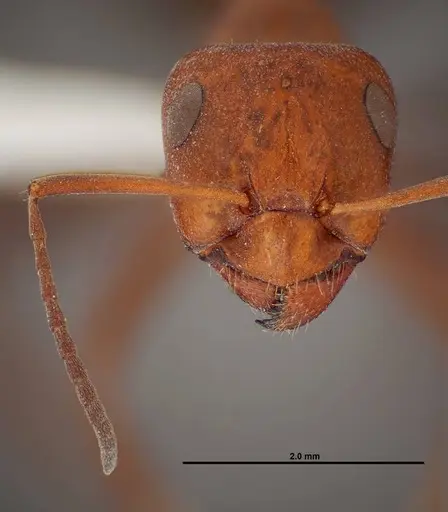 Formica laeviceps - FMNHINS0000062708