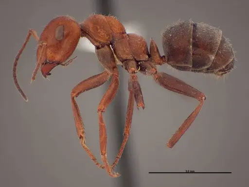 Formica laeviceps - FMNHINS0000062708