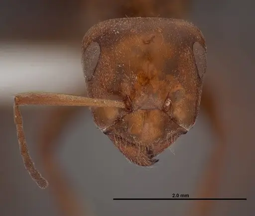 Formica laeviceps - FMNHINS0000062710