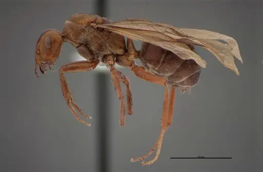 Formica laeviceps - FMNHINS0000062710