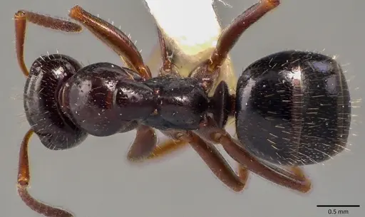 Formica lasioides specimen