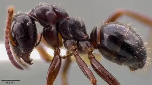 Formica lasioides specimen