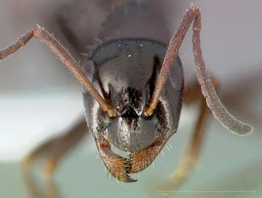 Formica lasioides - CASENT0005380