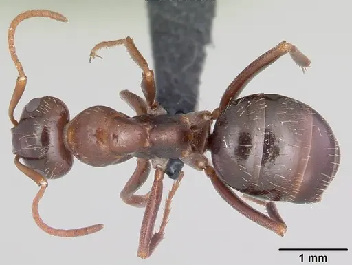 Formica lasioides - CASENT0064827