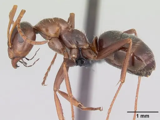 Formica lasioides - CASENT0064827