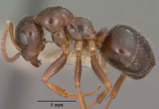 Formica lasioides - CASENT0102797