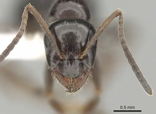 Formica lasioides - CASENT0280338