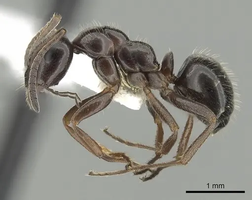 Formica lasioides - CASENT0280338