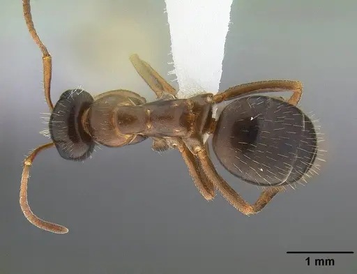 Formica lasioides - CASENT0732629
