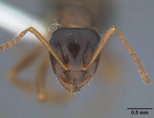 Formica lasioides - CASENT0732629
