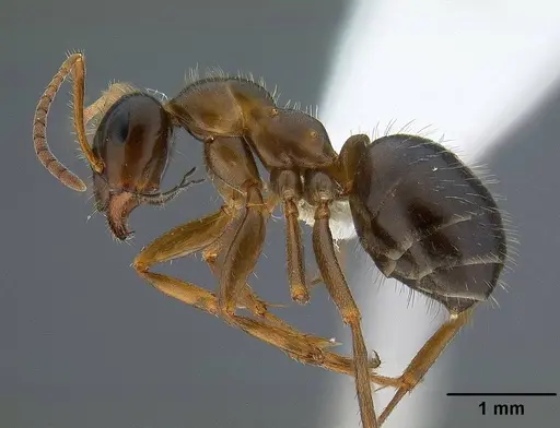 Formica lasioides - CASENT0732629