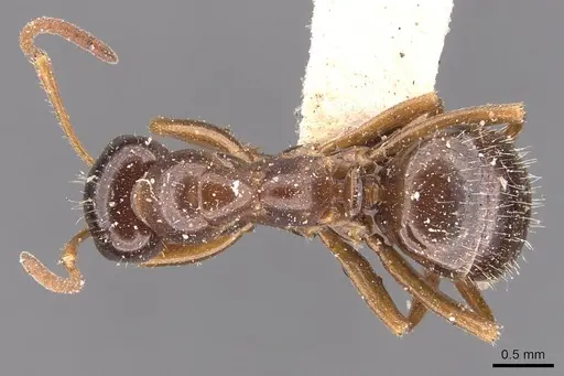 Formica lasioides - CASENT0905714