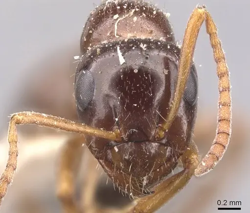 Formica lasioides - CASENT0905714