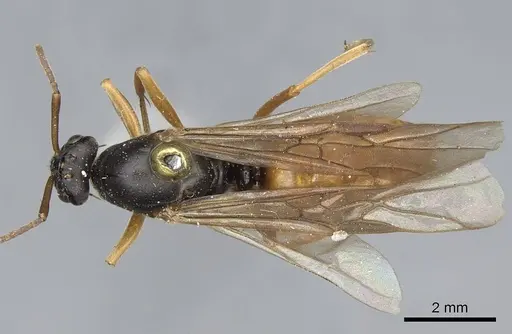 Formica lasioides - CASENT0923046