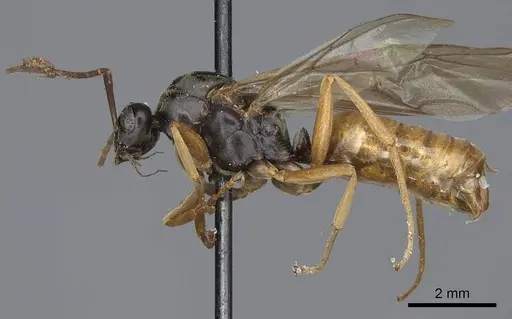 Formica lasioides - CASENT0923046