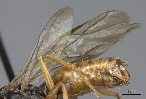 Formica lasioides - CASENT0923046