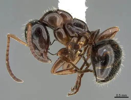 Formica lasioides - CASENT0923599