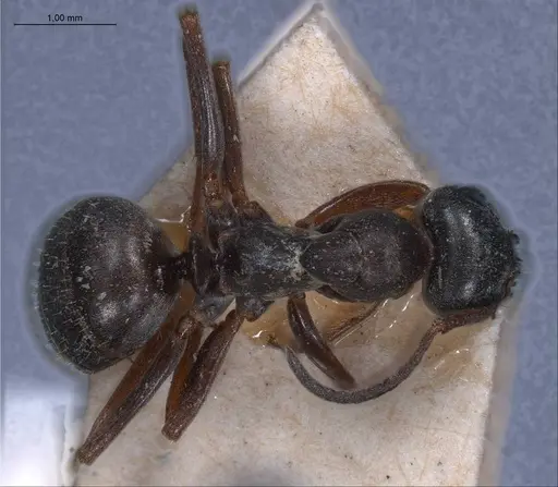 Formica lemani specimen