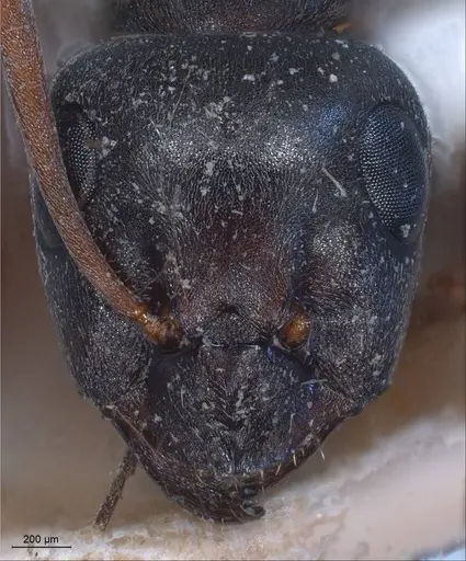 Formica lemani specimen