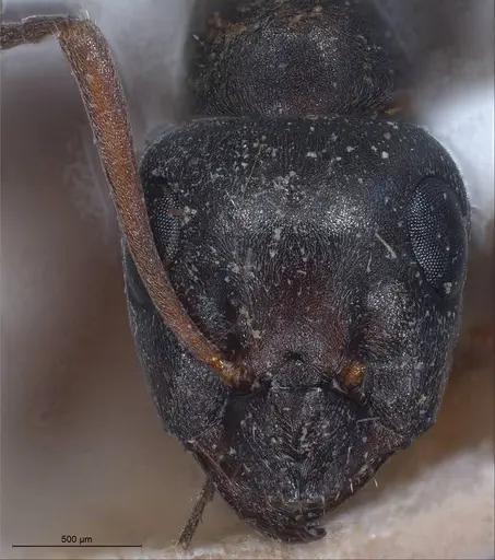 Formica lemani - ANTWEB1008404