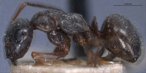 Formica lemani - ANTWEB1008404