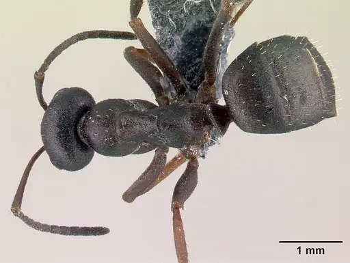 Formica lemani - CASENT0179598