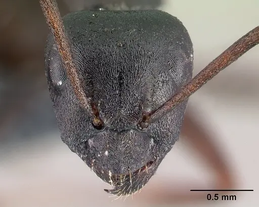 Formica lemani - CASENT0179598