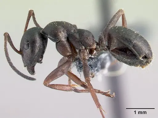 Formica lemani - CASENT0179598