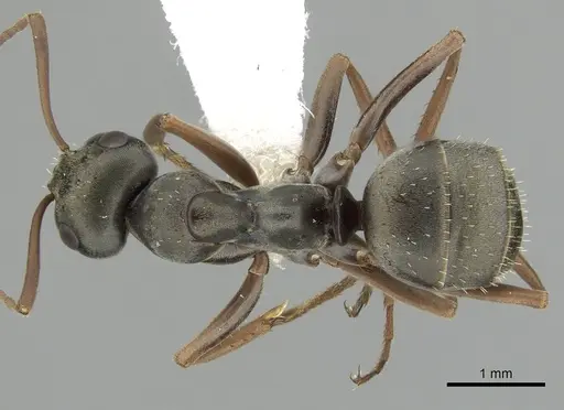 Formica lemani - CASENT0280391