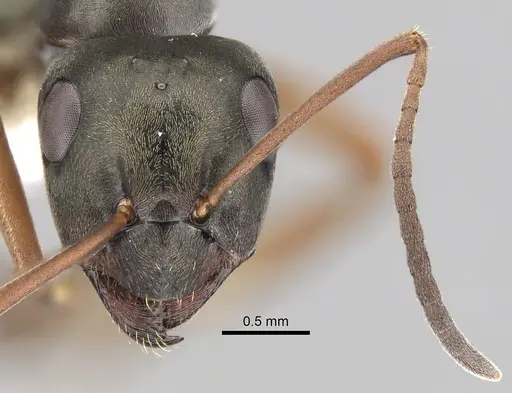 Formica lemani - CASENT0280391