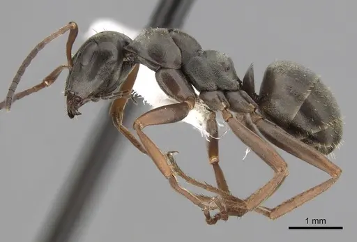 Formica lemani - CASENT0280391